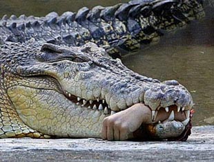 尼罗鳄鱼咬断高雄动物园组长手臂（有图）
