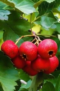 本草发蒙——山楂（山中红果，人间良药）